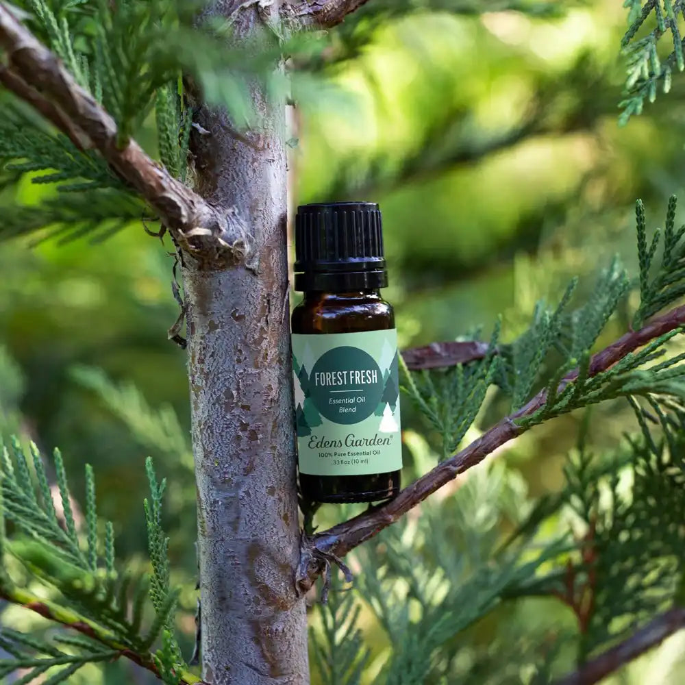 Forest Fresh Essential Oil Blend- The Best Blend To Make The Home Smell Like A Real Christmas Tree